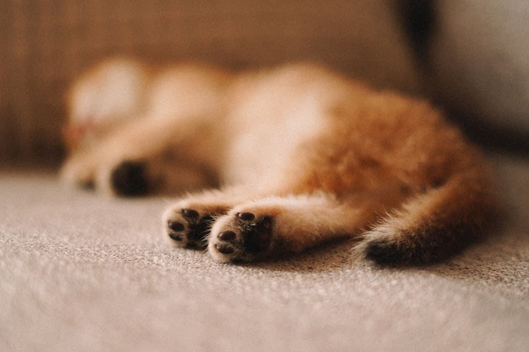 世卫组织：非洲猴痘疫情不再构成“国际关注的突发公共卫生事件”